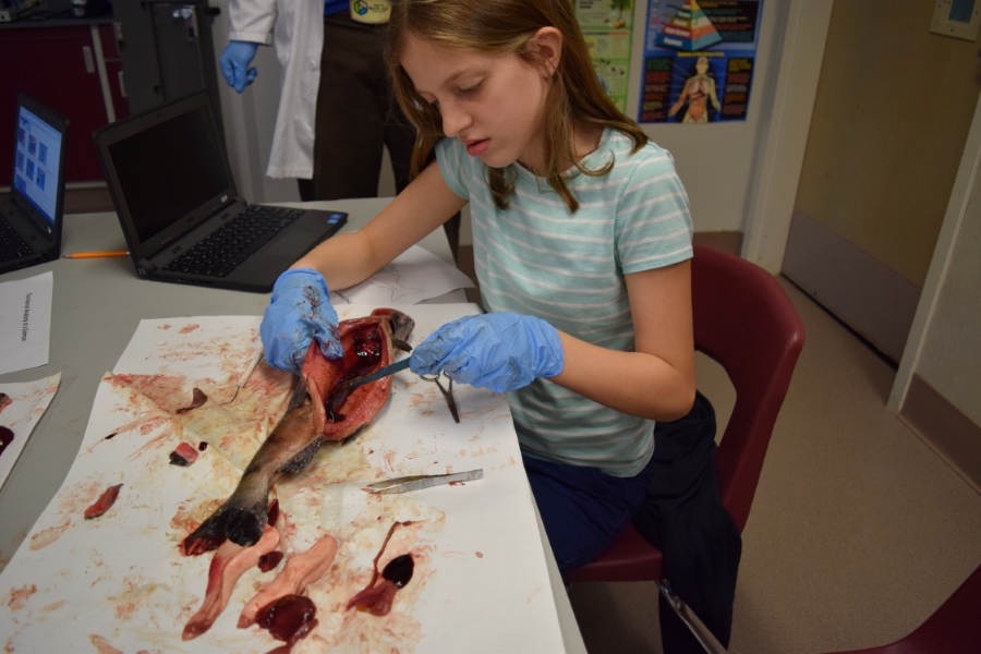 fish dissection 